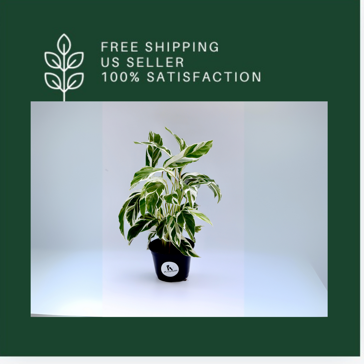 Calathea Fusion White in a 4" Nursery Pot