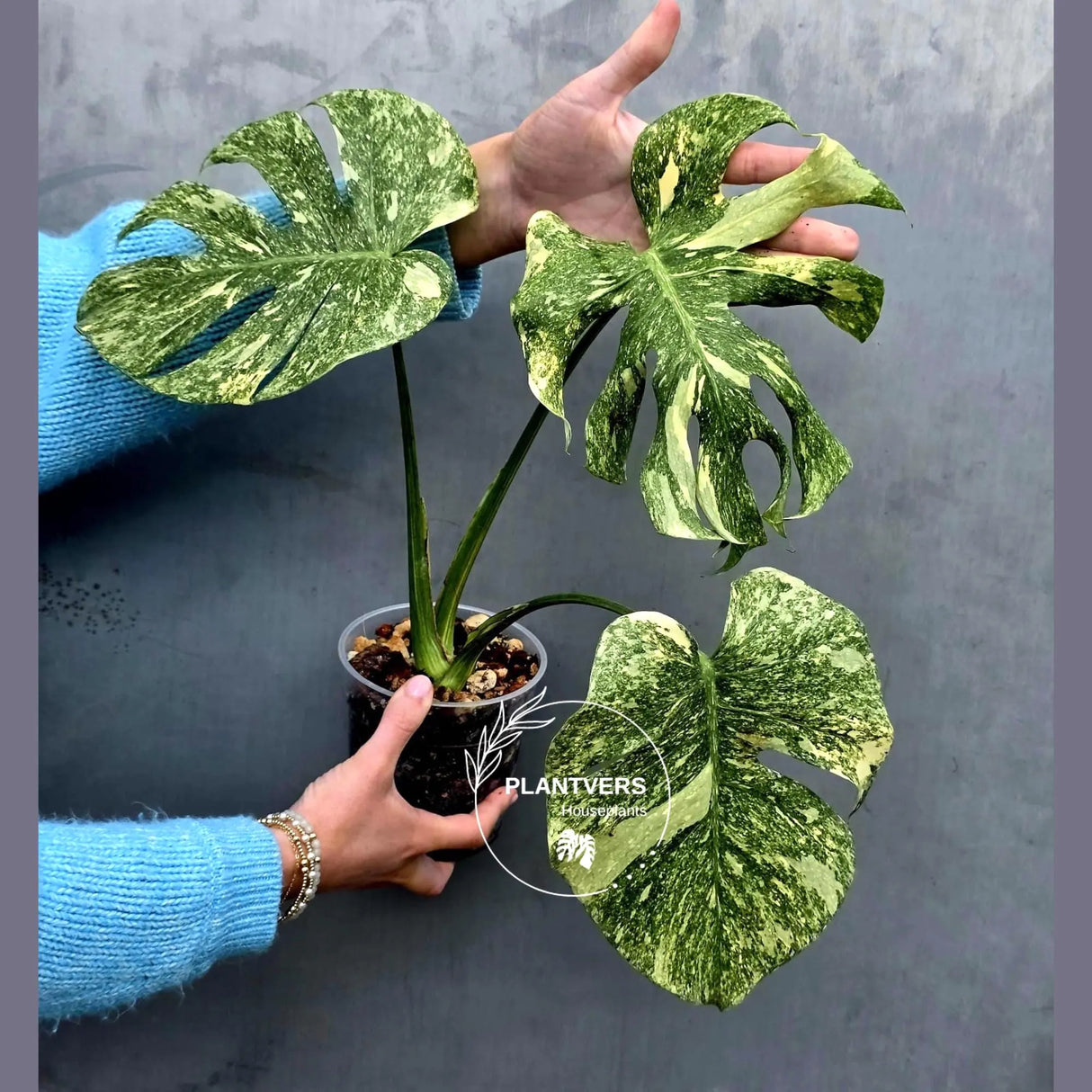 Variegated Monstera Legacy - Super Rare Monstera Indoor Plant - Collector's Aroid - EXACT Plant - US Seller