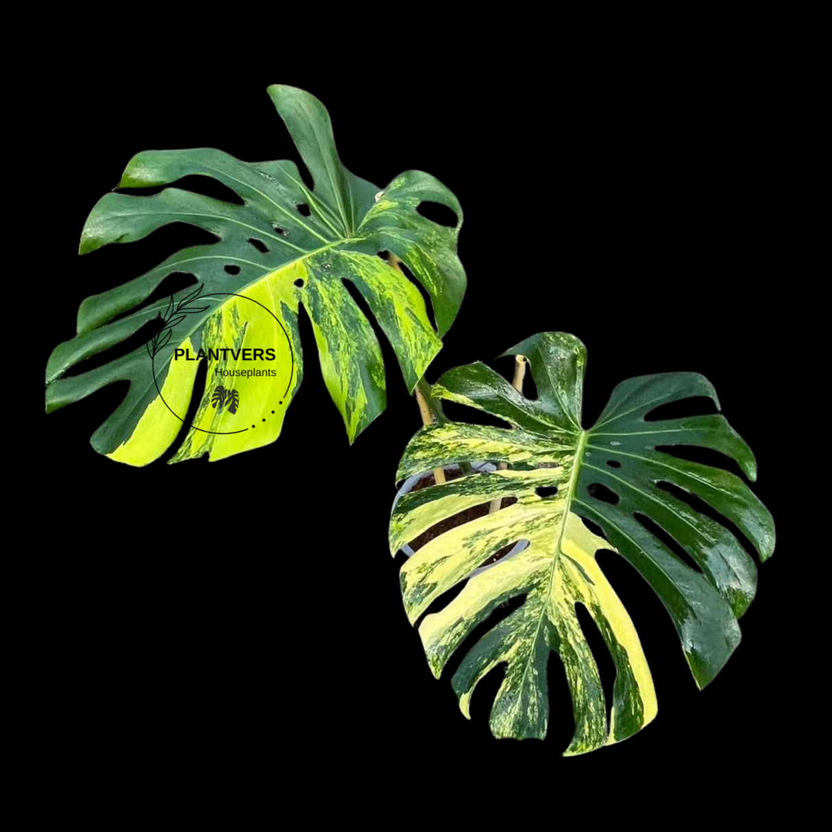 Monstera Borsigiana Aurea Variegated Live Plant - Collector's Aroid - Monstera Marmota - Exact SAME Plant - US Seller