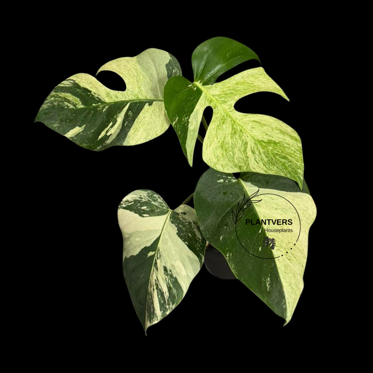 RARE Monstera Deliciosa Mint Live Plant in a Nursery Pot - Stunning Variegated EXACT Monstera Plant - Collector's Aroid - US Seller