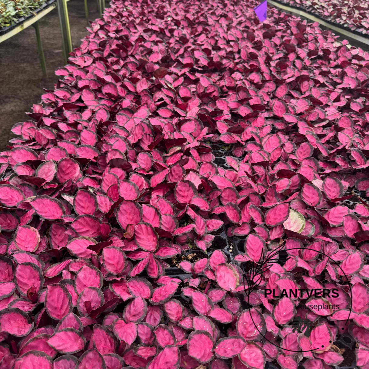 2” Calathea Picturata Crimson ( Wholesale Indoor Plant Case of 10 Pots)