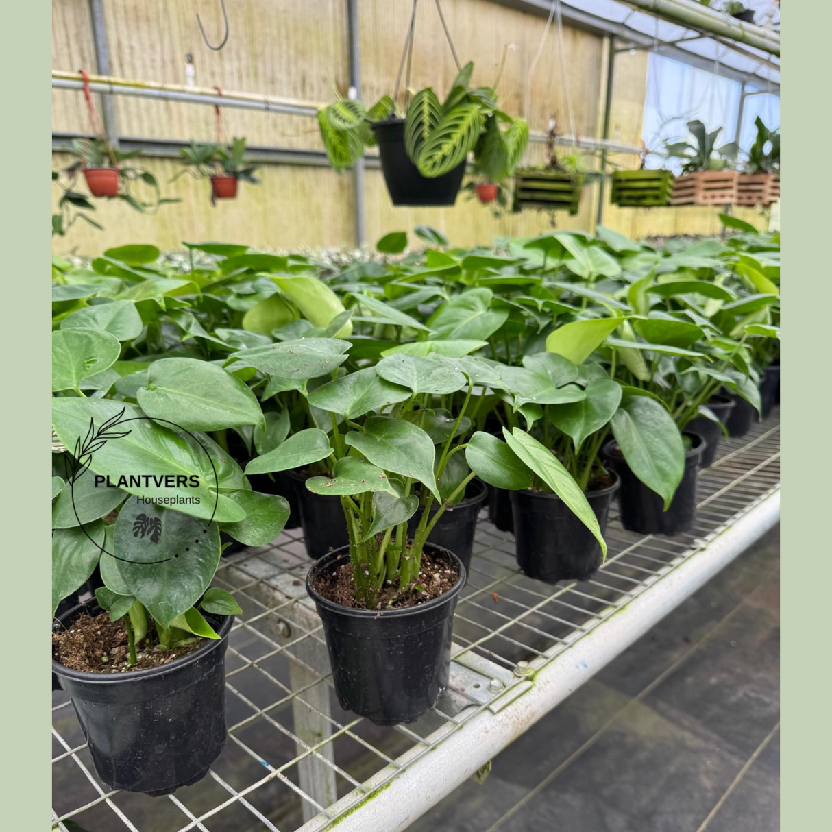 6” Monstera Deliciosa – Wholesale Indoor Plant (Case of 10 Pots)