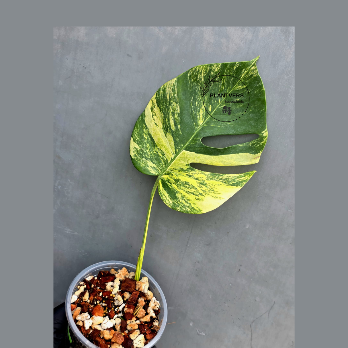 Monstera Aurea Variegated Borsigiana Live Plant - Rare Monstera Marmota - Exact SAME Plant - US Seller