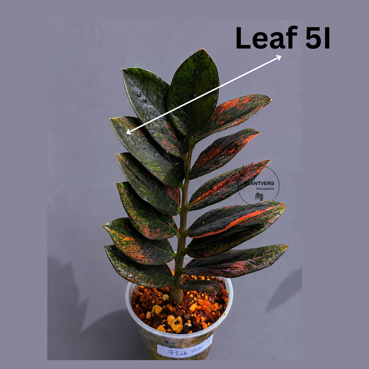 Rare Variegated Pink Raven ZZ Plant Cutting UNROOTED - Zamioculcas Zamiifolia Raven Variegata - Exotic Black & Pink Plant - US Seller