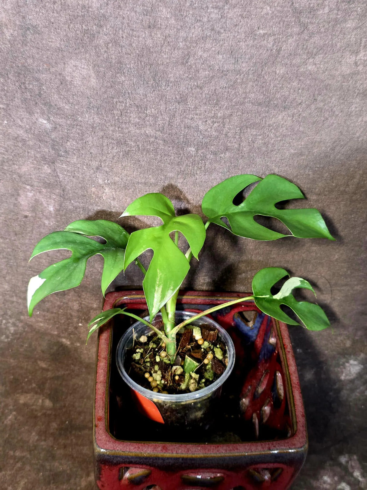 Variegated Rhaphidophora Tetrasperma Albo - Collector's Aroid - (June-09-31)