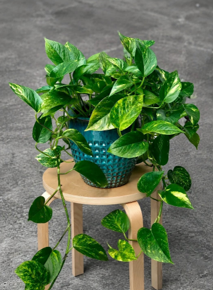 Golden Pothos in a 6" Hanging Basket - Easy Care Houseplant - Low light Indoor Plant - Devils Ivy Plant - Air purifier plant