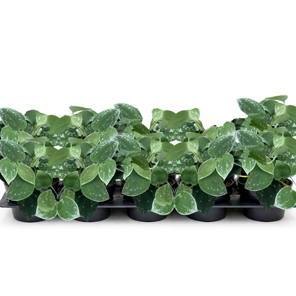 4β Silver Pothos (Wholesale Indoor Plant Case of 10 Pots)