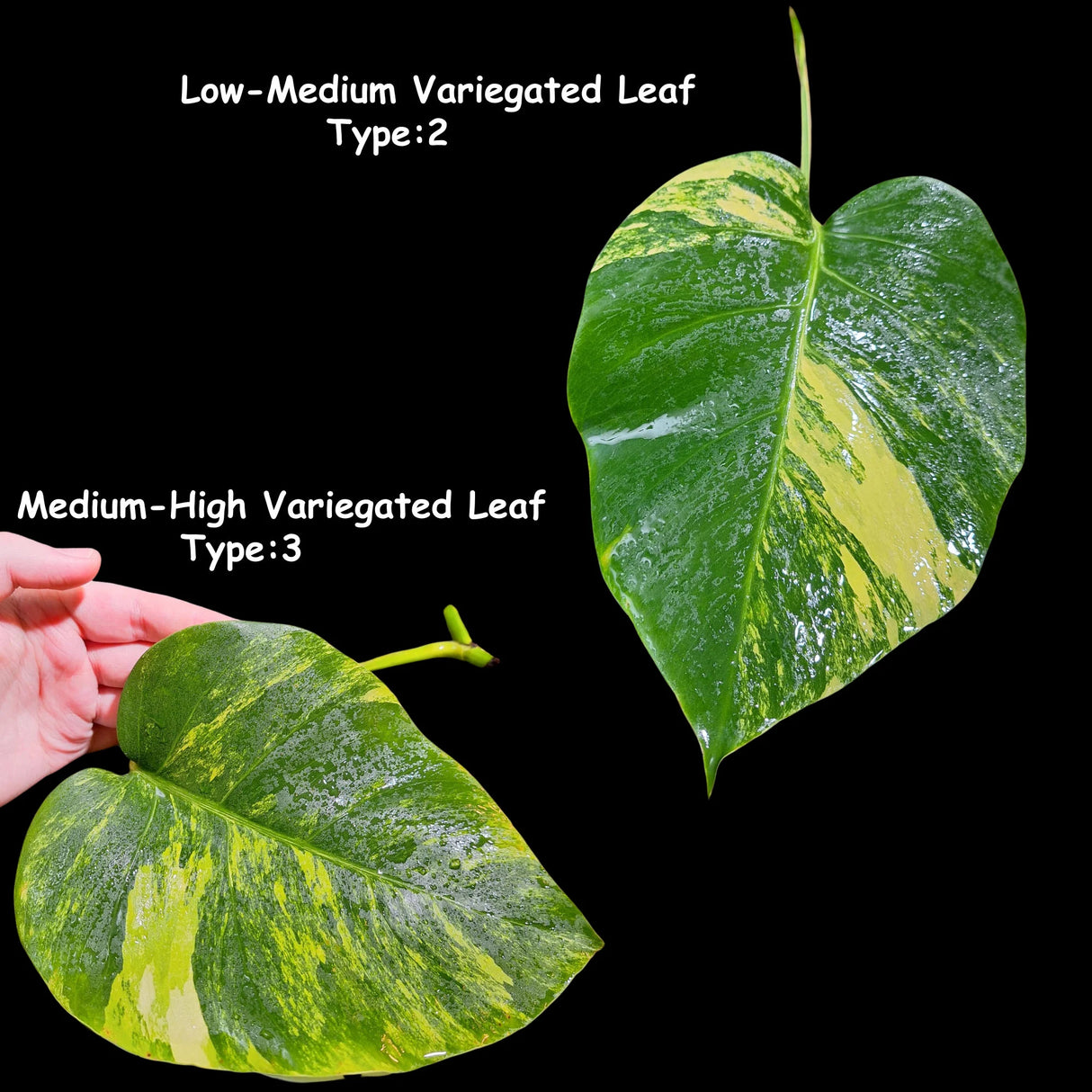 Monstera Aurea Cutting High Variegated Borsigiana - Monstera Aurea Variegata