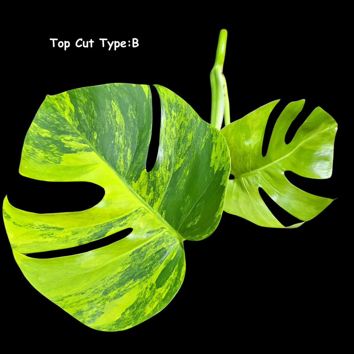 Monstera Aurea Cutting High Variegated Borsigiana - Monstera Aurea Variegata