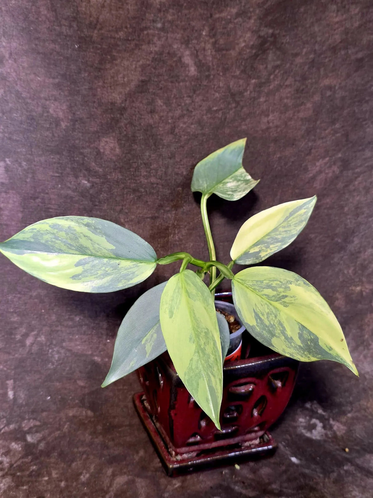 Philodendron Silver Sword Variegated - Rare Collectors Plant - (June-09-30)