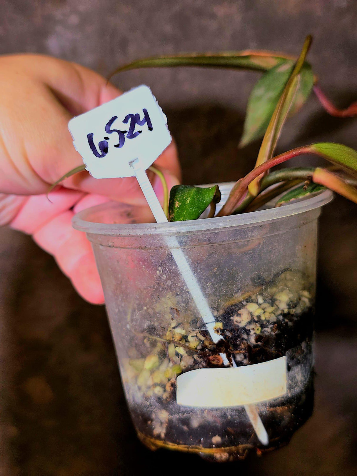 Variegated Philodendron Strawberry Shake Live Plant - EXACT Plant - (6-5-24)