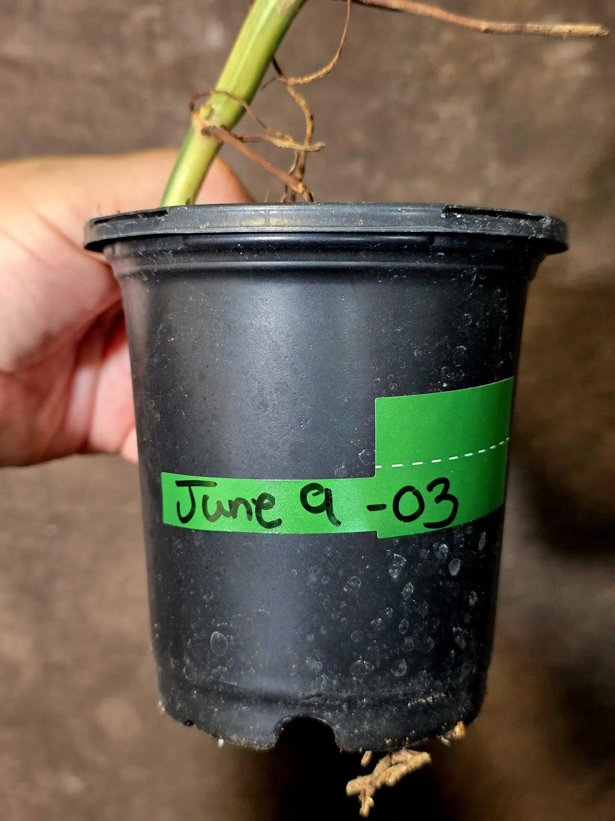 Philodendron Domesticum Variegated Plant - Live Tropical House plant - (June-9-03)