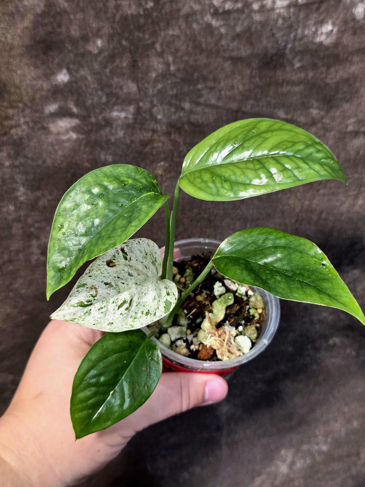Epipremnum Pinnatum Albo Variegated - Climbing Aroid - (June-25-22)