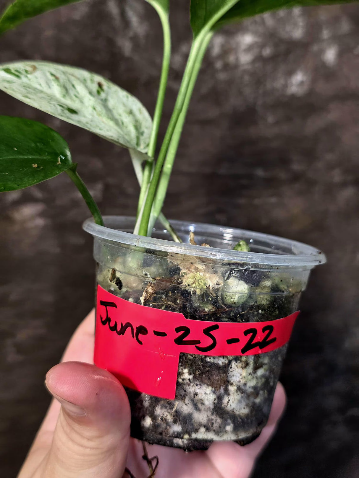 Epipremnum Pinnatum Albo Variegated - Climbing Aroid - (June-25-22)
