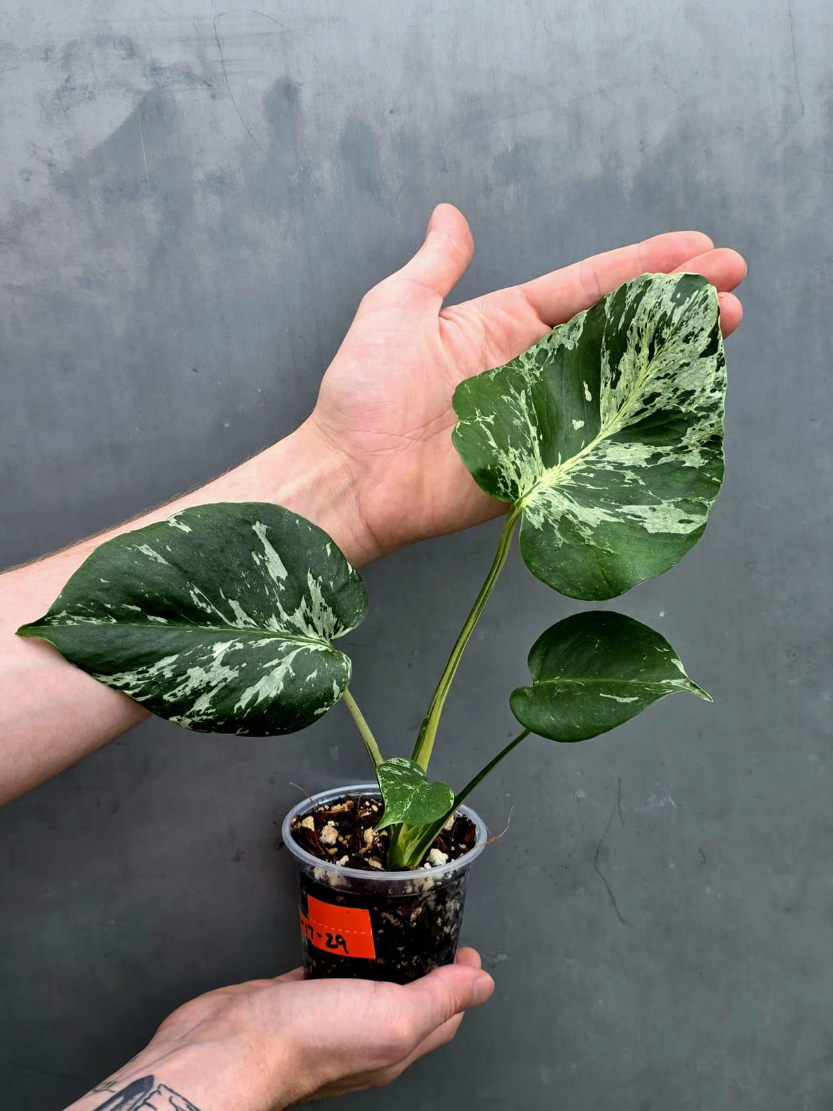 Rare Monstera Bulbasaur Variegated Plant - Mint Variegation - Exact Plant (June-17-29)