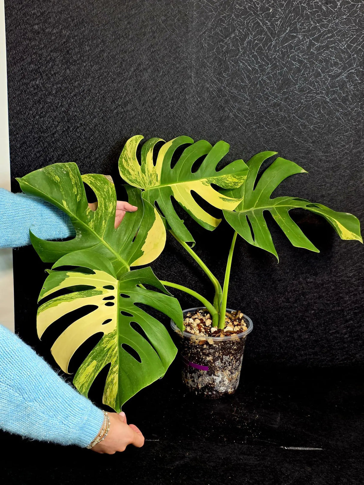 Monstera Aurea Variegated Borsigiana Live plant - Monstera Marmota Large Form - EXACT Same Plant - US Seller