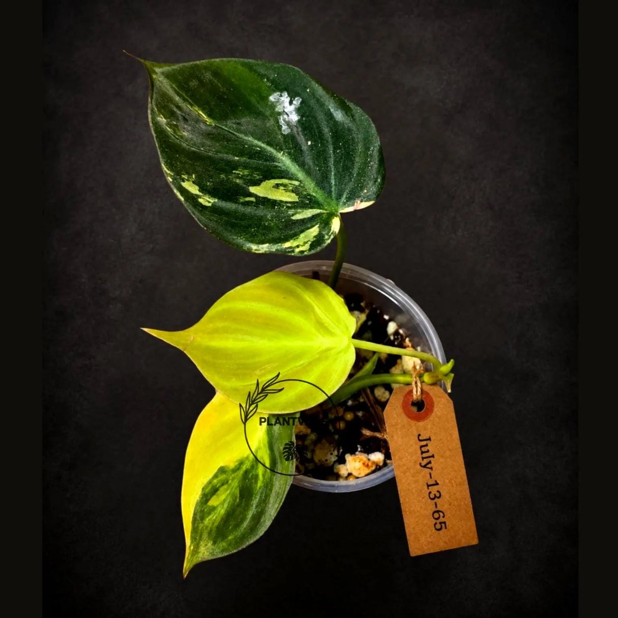 Variegated Philodendron Micans Live Plant - (July-13-65)