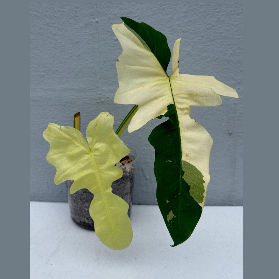 Philodendron Golden Dragon Variegated Established Plant in a Nursery Pot- Collector Rare Indoor Plants - Live Plant - SAME plant - US Seller