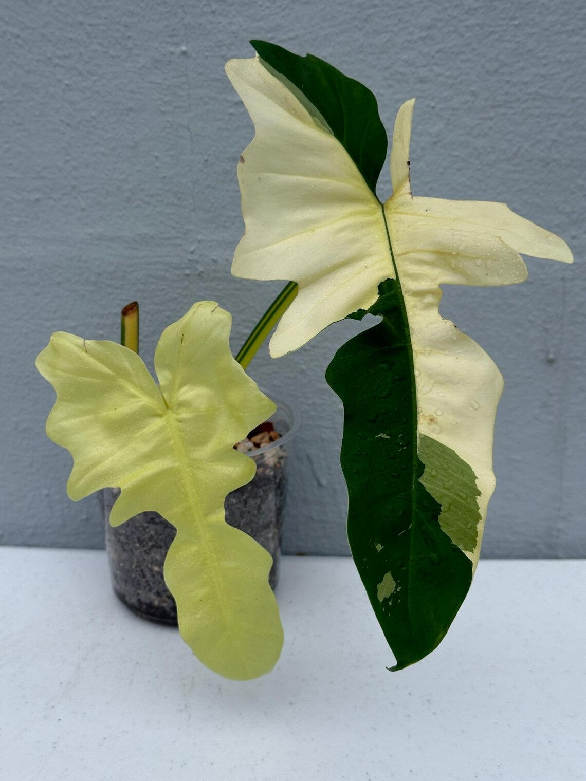 Philodendron Golden Dragon Variegated Established Plant in a Nursery Pot- Collector Rare Indoor Plants - Live Plant - SAME plant - US Seller