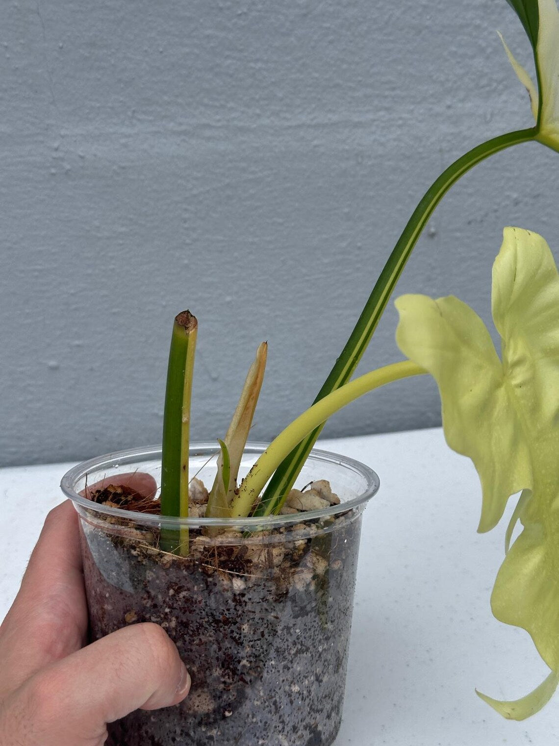 Philodendron Golden Dragon Variegated Established Plant in a Nursery Pot- Collector Rare Indoor Plants - Live Plant - SAME plant - US Seller