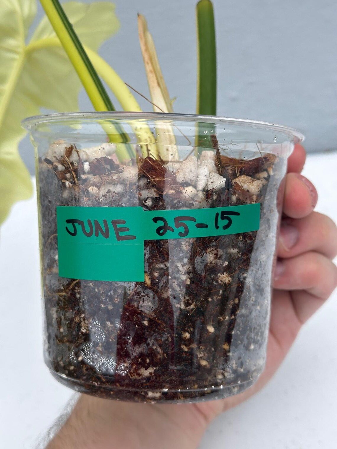 Philodendron Golden Dragon Variegated Established Plant in a Nursery Pot- Collector Rare Indoor Plants - Live Plant - SAME plant - US Seller