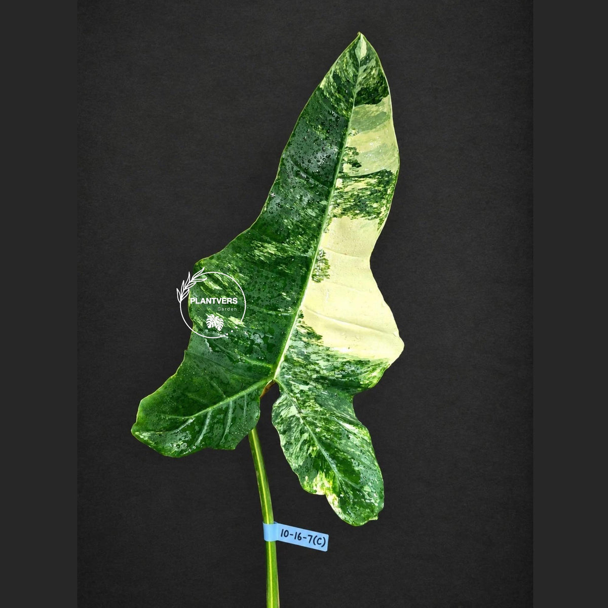 Philodendron Billietiae Variegated Cutting- Rare Collector Plant - Long Leaves - EXACT Cut - US Seller