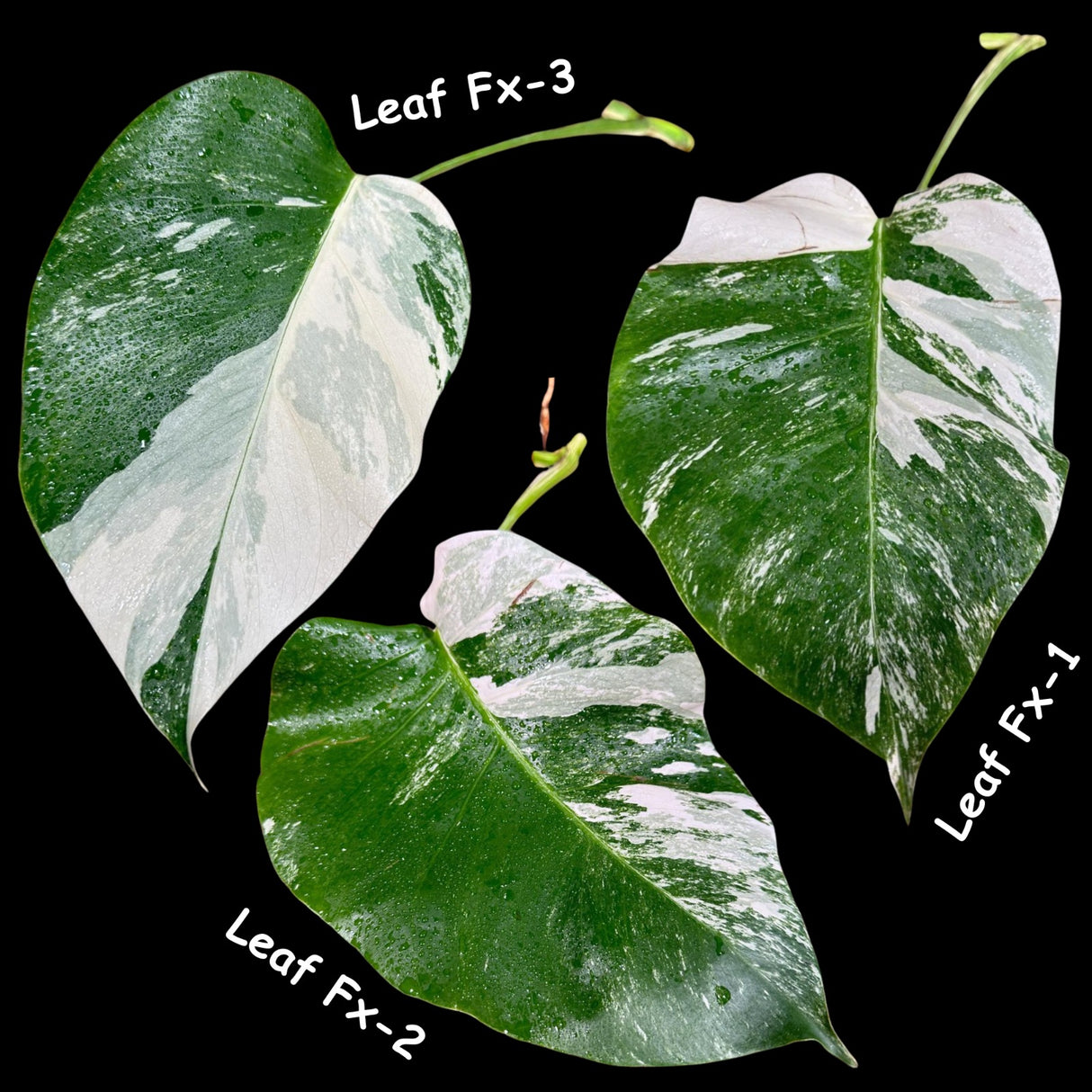 Variegated Monstera Albo - Rare HIGHLY Variegated Monstera Albo