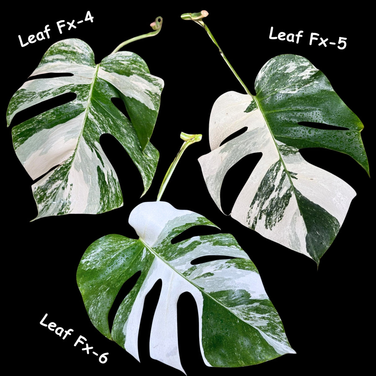 Variegated Monstera Albo - Rare HIGHLY Variegated Monstera Albo