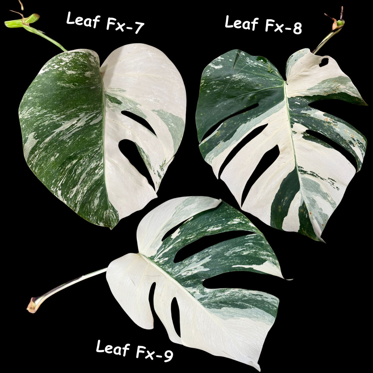 Variegated Monstera Albo - Rare HIGHLY Variegated Monstera Albo
