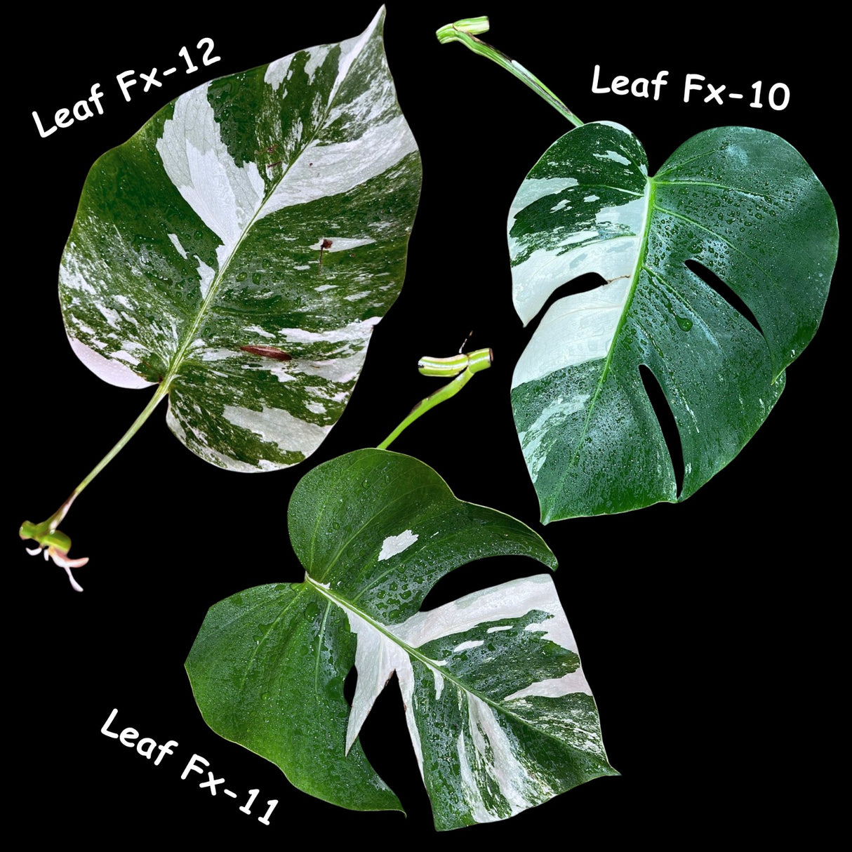 Variegated Monstera Albo - Rare HIGHLY Variegated Monstera Albo