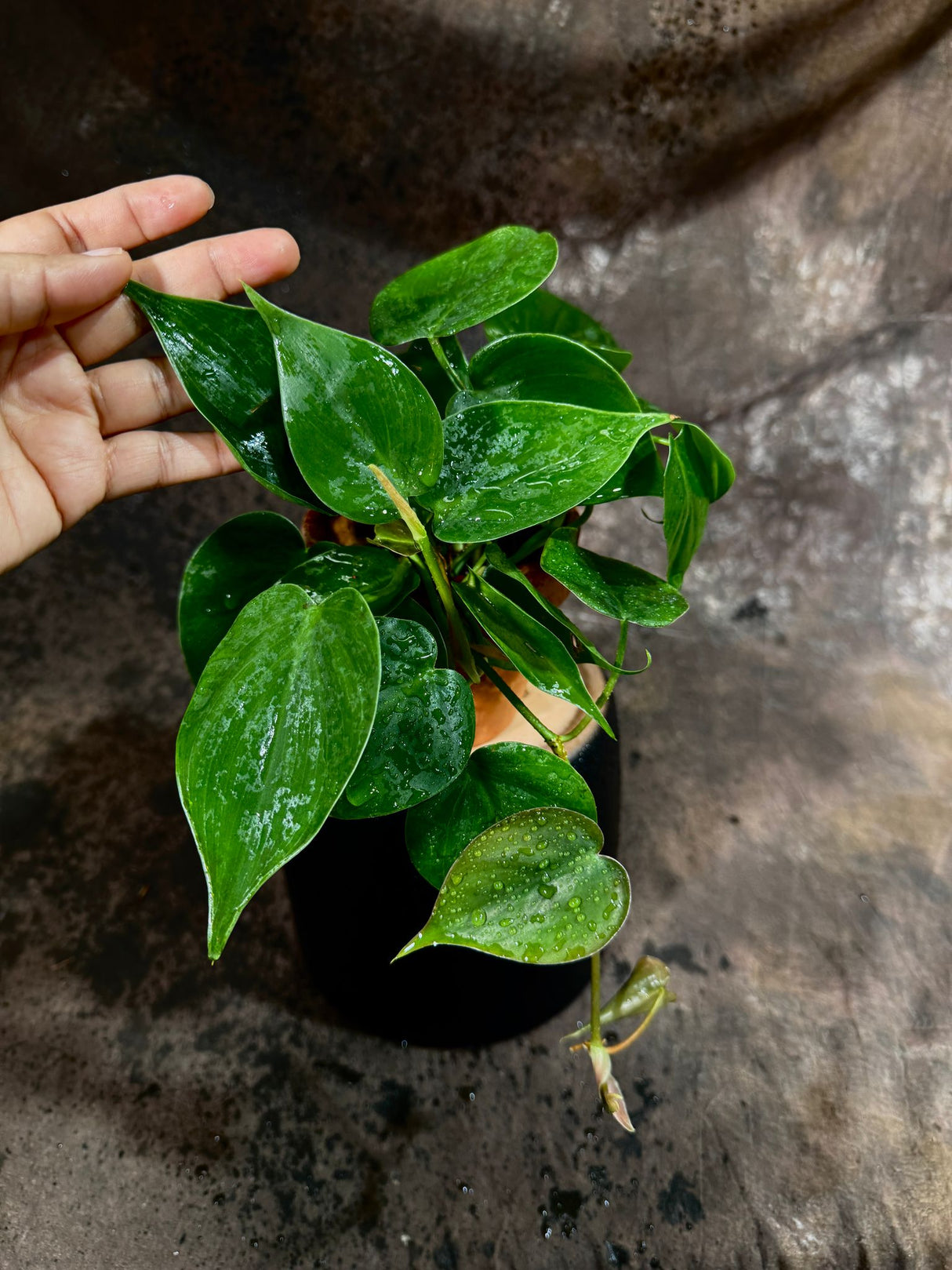 Jade Heart Leaf Philodendron in a 4" Nursery Pot - Philodendron Hederaceum - Vining Houseplant - Low-Light Indoor Plant