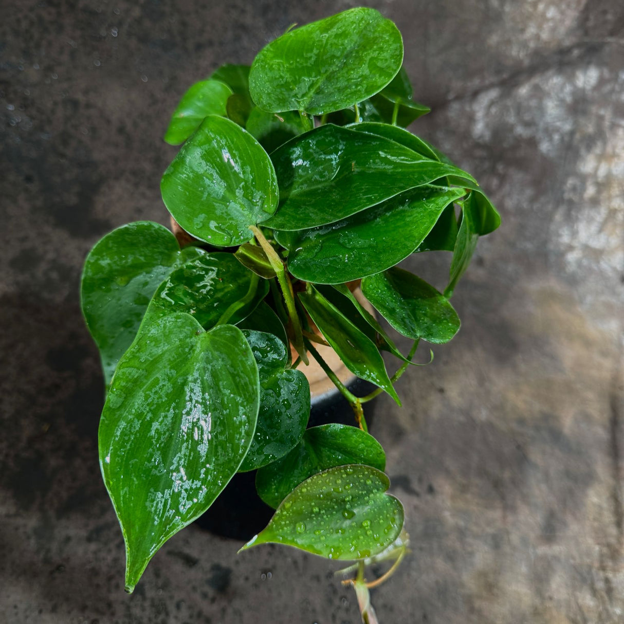 Jade Heart Leaf Philodendron in a 4" Nursery Pot - Philodendron Hederaceum - Vining Houseplant - Low-Light Indoor Plant