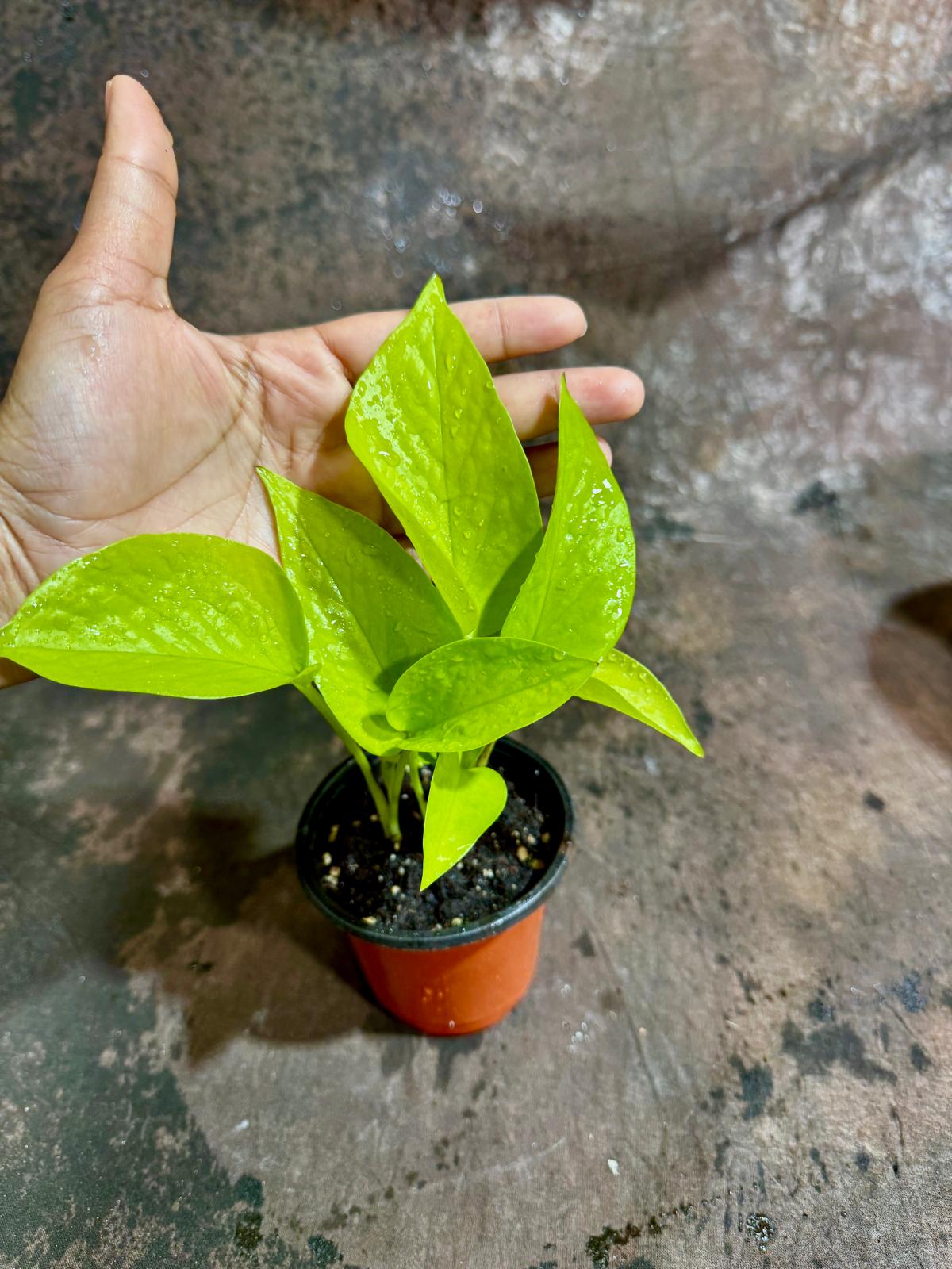Neon Pothos in a 3" Nursery Pot - Easy Care Low Light Live Plant - Neon Pothos Houseplant