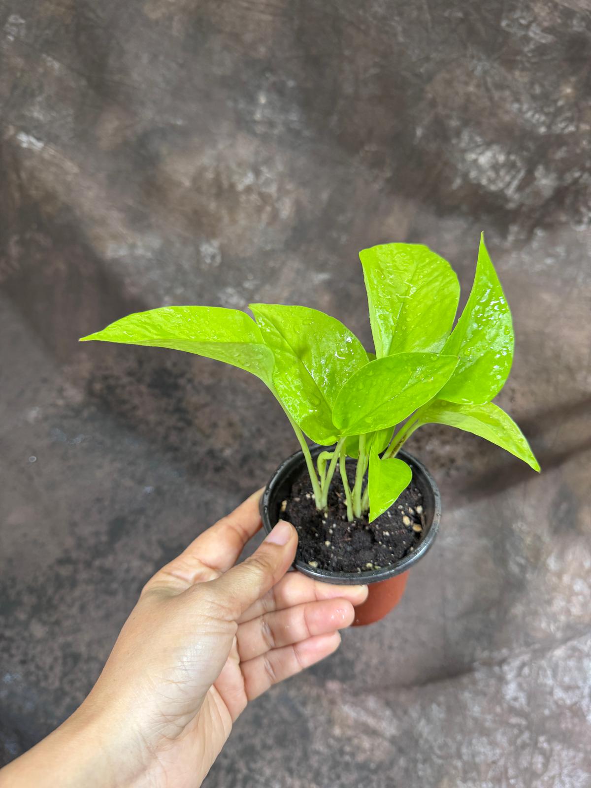 Neon Pothos in a 3" Nursery Pot - Easy Care Low Light Live Plant - Neon Pothos Houseplant