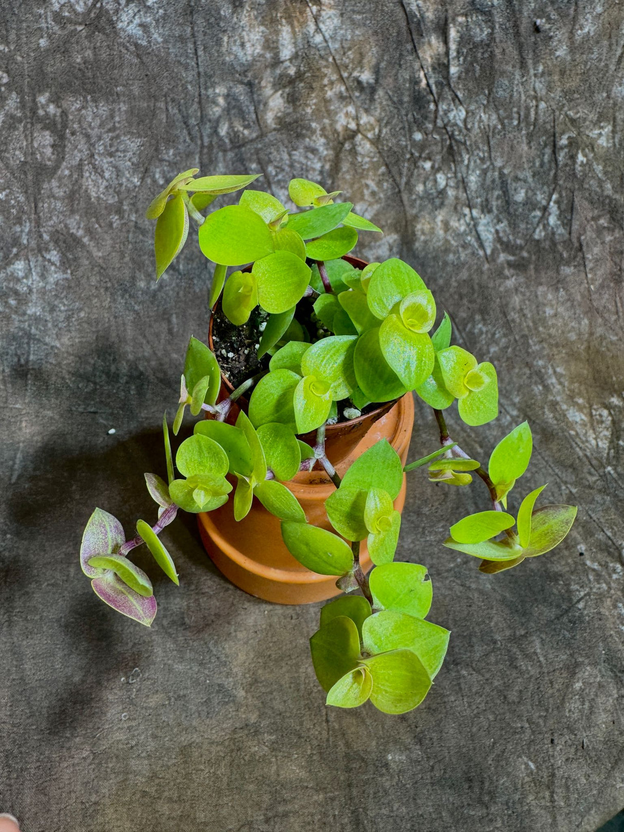 Golden Callisia Repens in a 2" Nursery Pot - Turtle Vine Creeping Inch Plant - Bolivian Jew Hanging Plant
