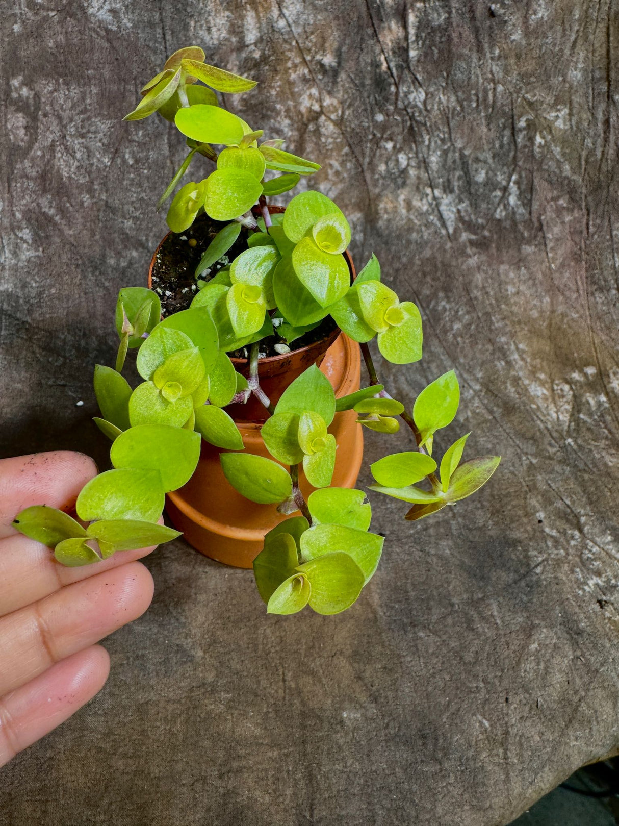 Golden Callisia Repens in a 2" Nursery Pot - Turtle Vine Creeping Inch Plant - Bolivian Jew Hanging Plant