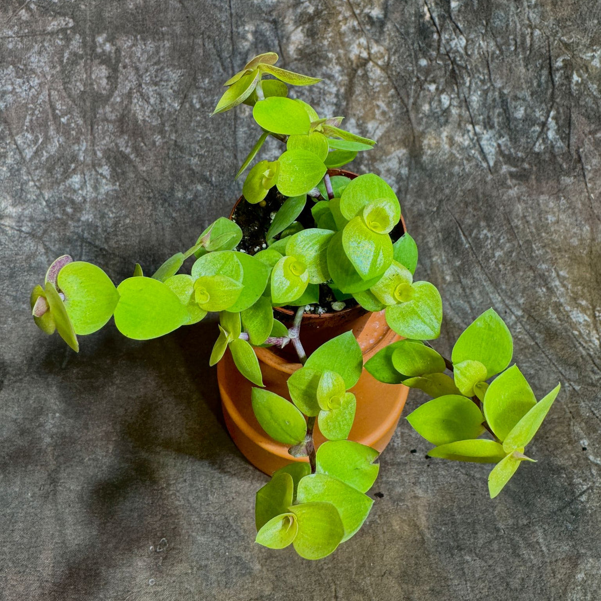Golden Callisia Repens in a 2" Nursery Pot - Turtle Vine Creeping Inch Plant - Bolivian Jew Hanging Plant