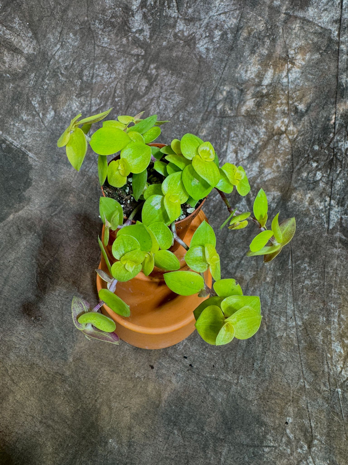 Golden Callisia Repens in a 2" Nursery Pot - Turtle Vine Creeping Inch Plant - Bolivian Jew Hanging Plant