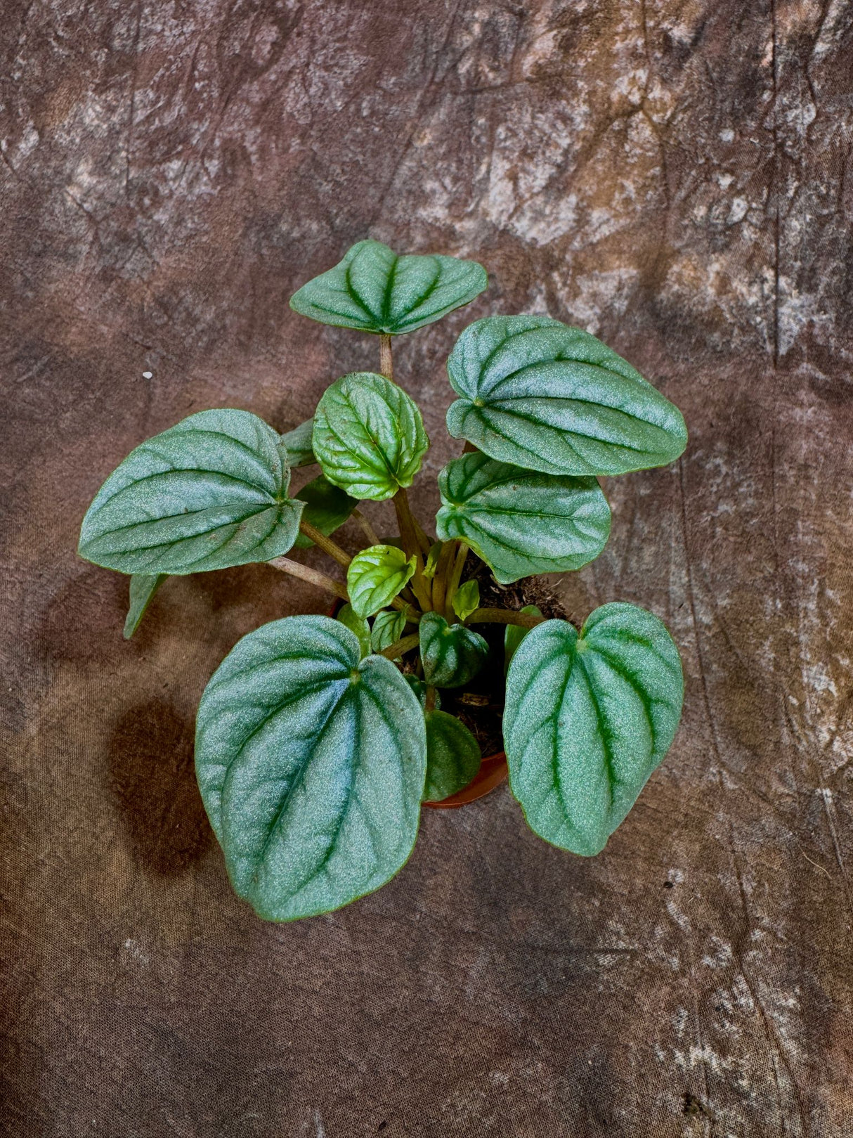 Peperomia Frost in a 2" Nursery Pot - Silver Ripple Peperomia- Low-Maintenance Indoor Plant