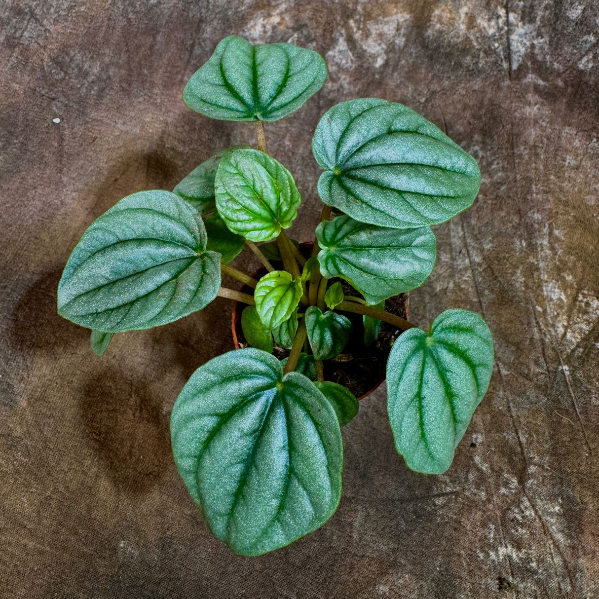 Peperomia Frost in a 2" Nursery Pot - Silver Ripple Peperomia- Low-Maintenance Indoor Plant