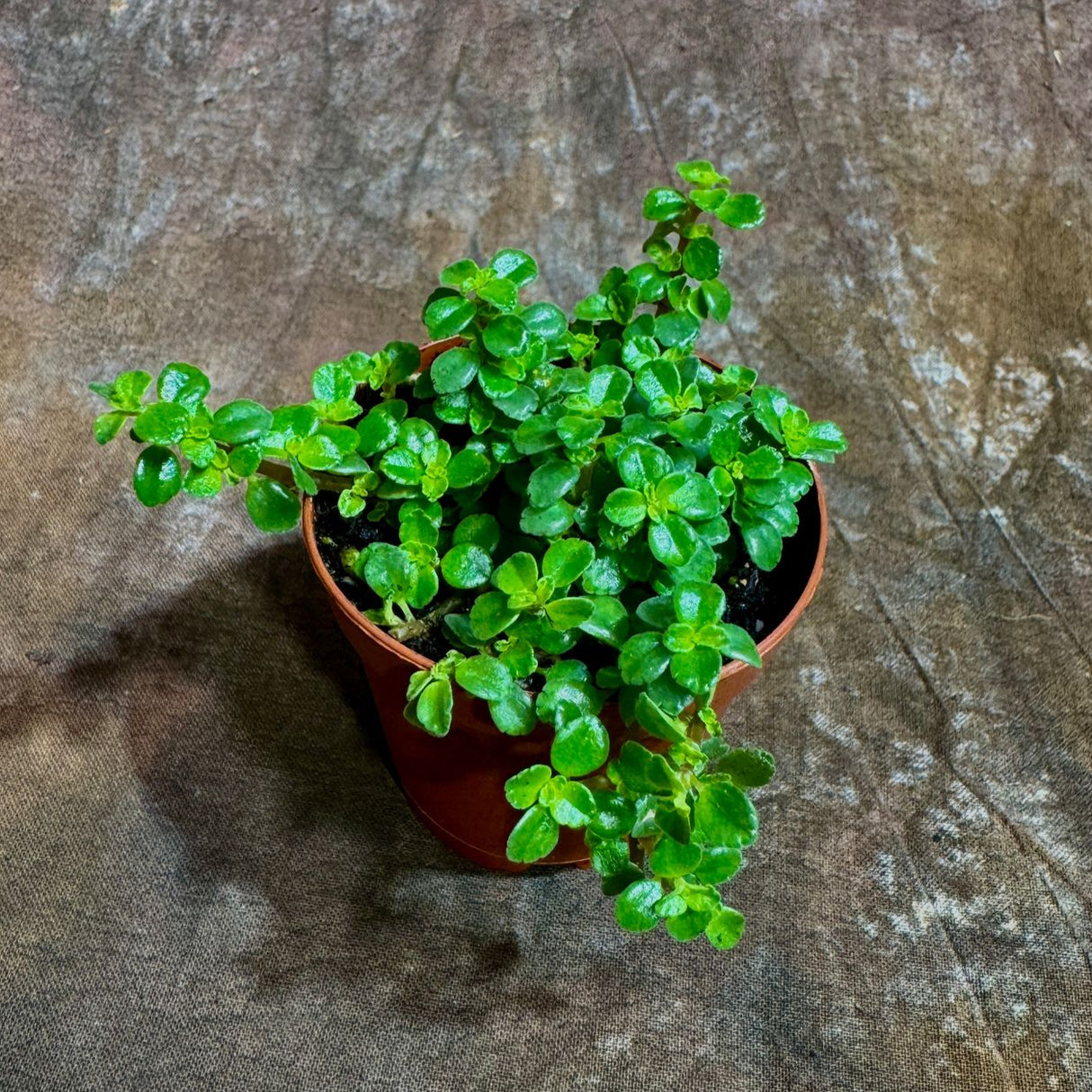 Pilea Depressa in a 2" Nursery Pot - Tiny Tears Plant - Low-Maintenance Vining Houseplant - Easy-Care Green Indoor Plant - Low Light Indoor Plant