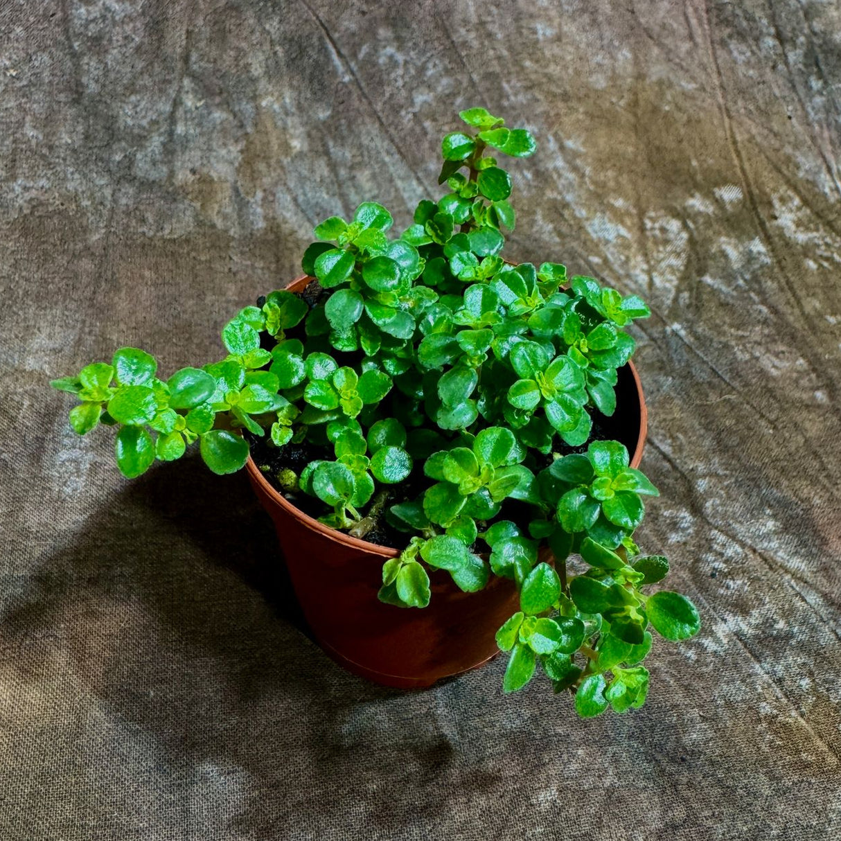Pilea Depressa in a 2" Nursery Pot - Tiny Tears Plant - Low-Maintenance Vining Houseplant - Easy-Care Green Indoor Plant - Low Light Indoor Plant