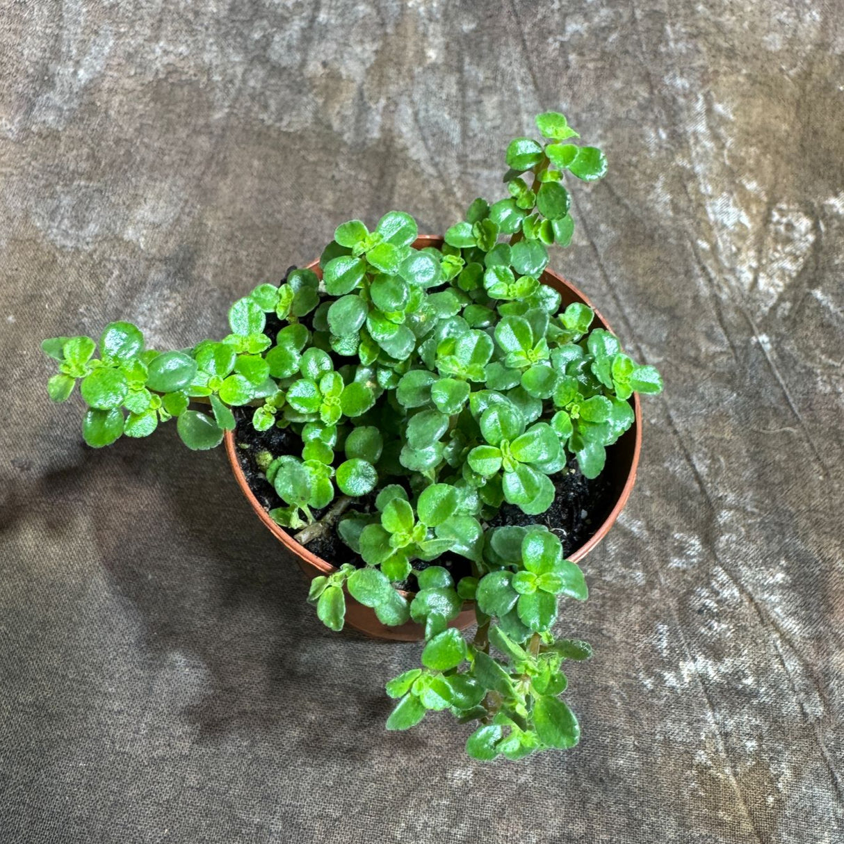 Pilea Depressa in a 2" Nursery Pot - Tiny Tears Plant - Low-Maintenance Vining Houseplant - Easy-Care Green Indoor Plant - Low Light Indoor Plant