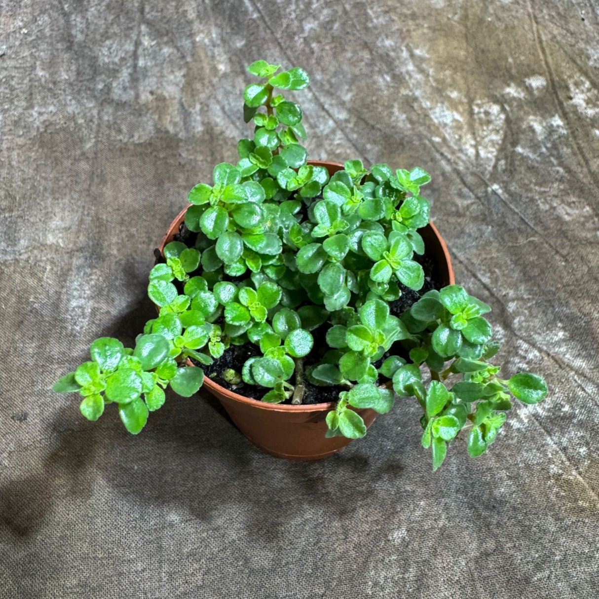 Pilea Depressa in a 2" Nursery Pot - Tiny Tears Plant - Low-Maintenance Vining Houseplant - Easy-Care Green Indoor Plant - Low Light Indoor Plant