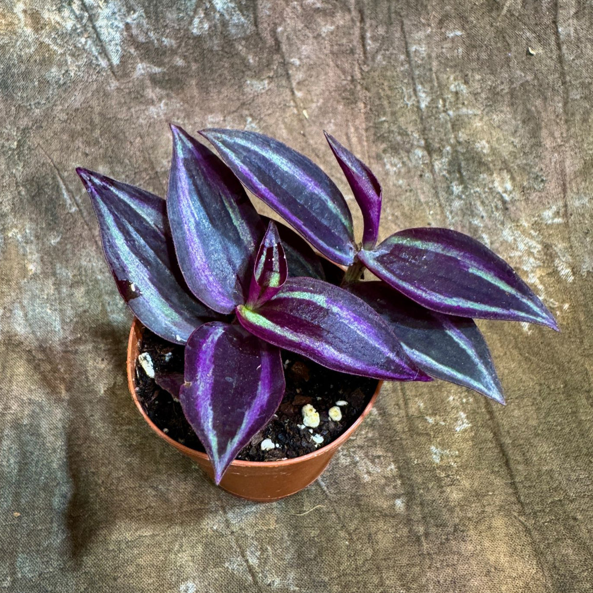 Purple Wandering Jew in 2” Nursery Pot - Tradescantia Plant - Wandering Dude Plant - Air Purifying Houseplant - Pet Safe Indoor Plant -Low Light Plant