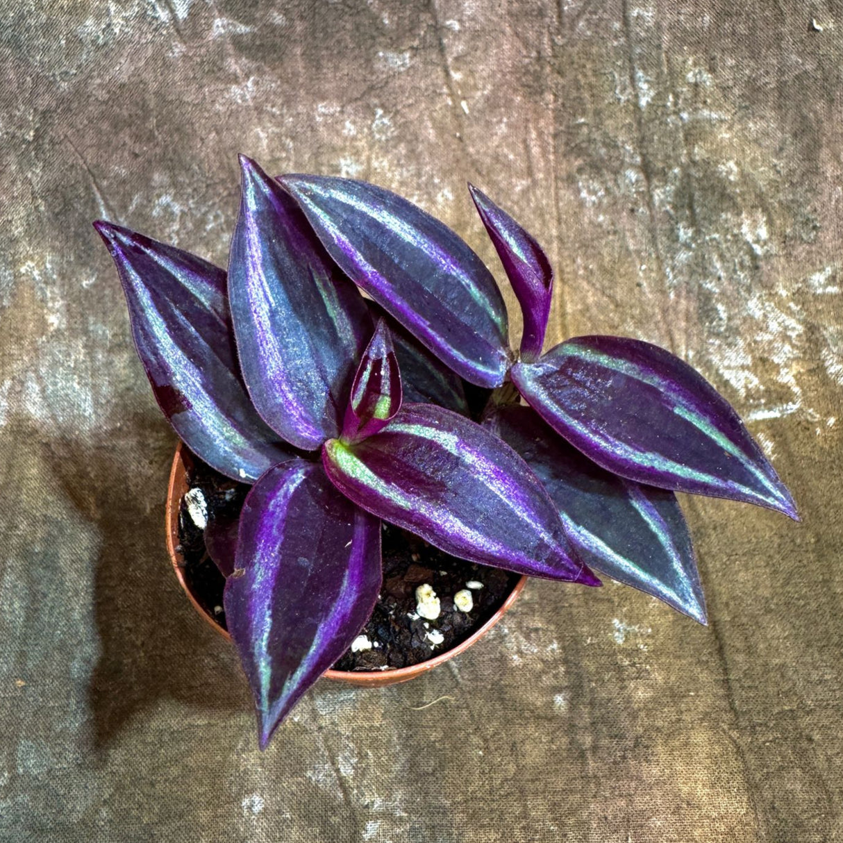 Purple Wandering Jew in 2” Nursery Pot - Tradescantia Plant - Wandering Dude Plant - Air Purifying Houseplant - Pet Safe Indoor Plant -Low Light Plant