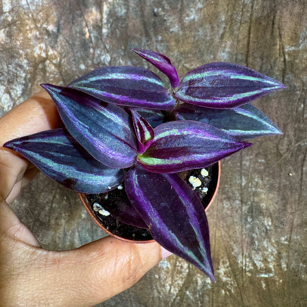 Purple Wandering Jew in 2” Nursery Pot - Tradescantia Plant - Wandering Dude Plant - Air Purifying Houseplant - Pet Safe Indoor Plant -Low Light Plant