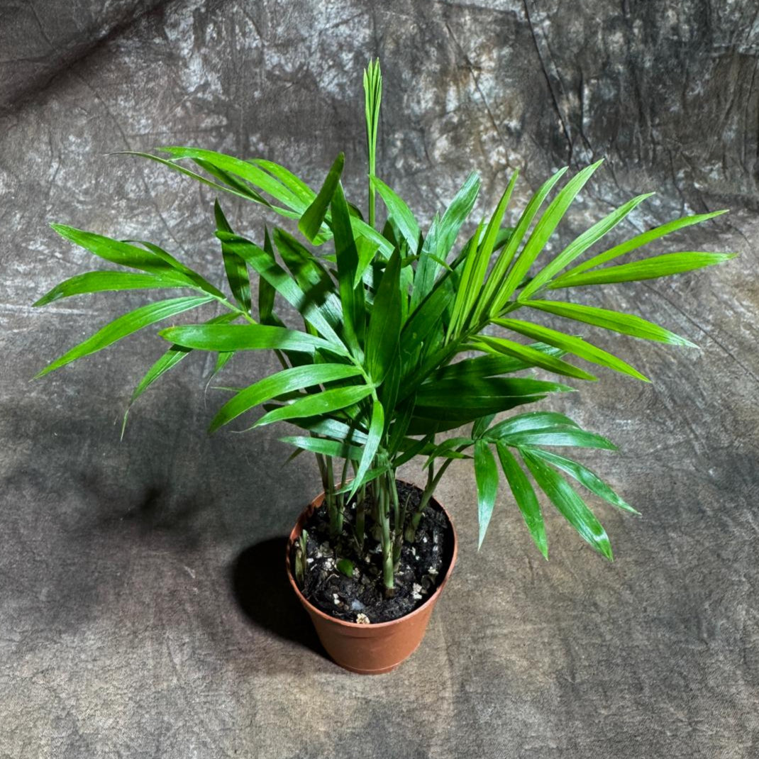 Neanthe Bella Palm in a 2" Nursery Pot – Chamaedorea Elegans Parlor Palm Plant – Low Maintenance Indoor Air Purifying Plant – Elegant Chamaedorea Houseplant