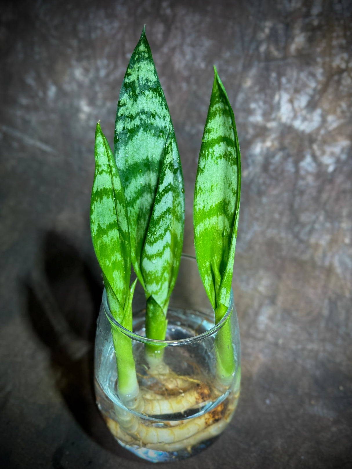 Sansevieria Zeylanica Baby Plant Cut - 2" Green Snake Plant Starter - Indoor Air Purifier Hardy Low Light Office Plants - Gift for Mom