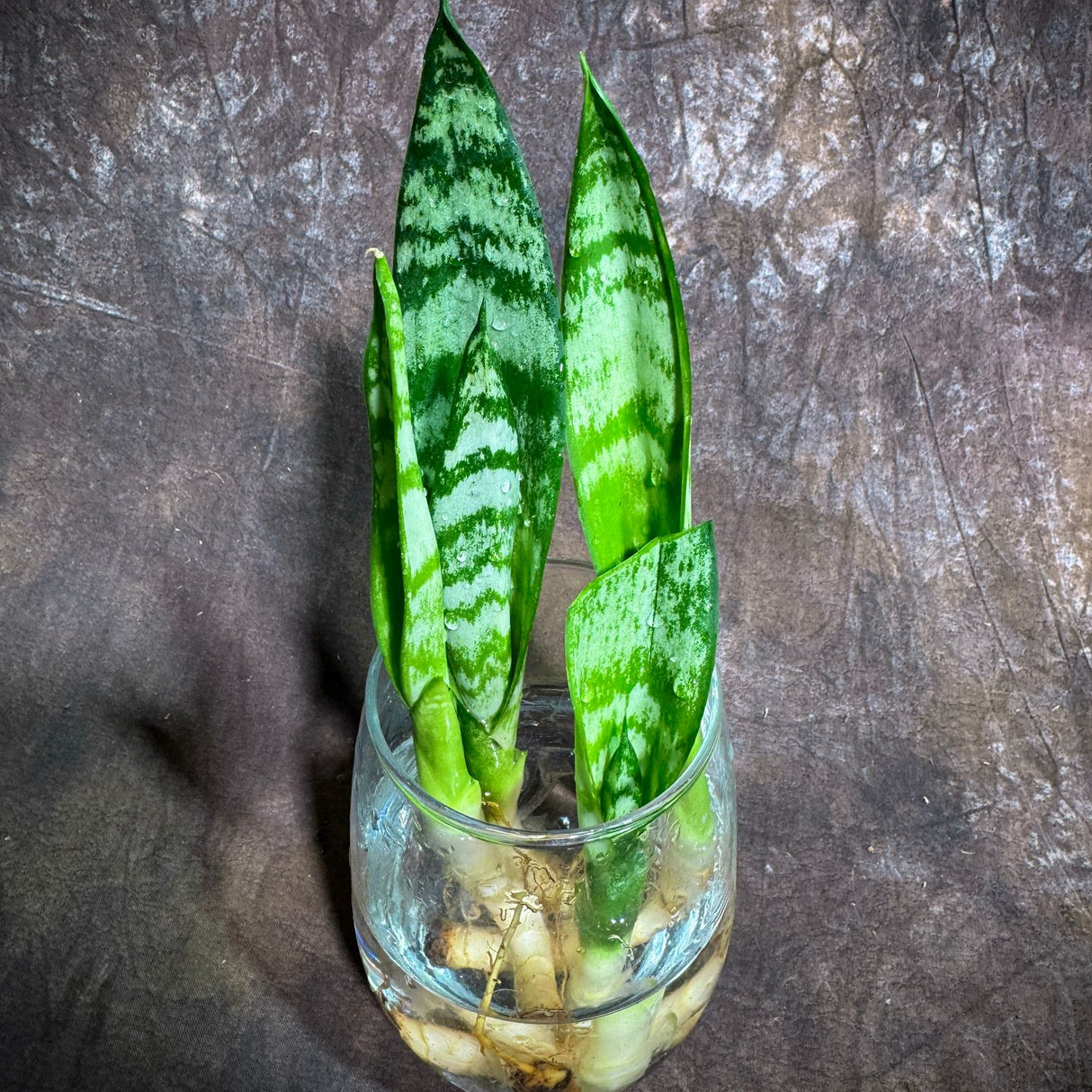 Sansevieria Zeylanica Baby Plant Cut - 2" Green Snake Plant Starter - Indoor Air Purifier Hardy Low Light Office Plants - Gift for Mom